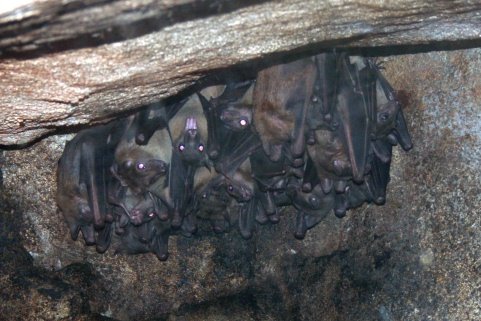 [bats.JPG]