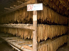 Tabacos, Pinar del Rio, Cuba