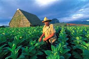 Siembra de Tabaco En Pinar Del Rio, Cuba
