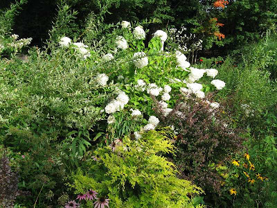 washington hawthorn tree facts. Sourwood Tree Study