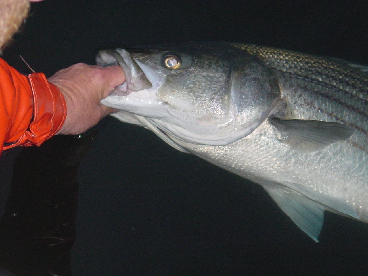 Maine Striped Bass Fishing Maine Striped Bass Need A Hatchery For The Kennebec River