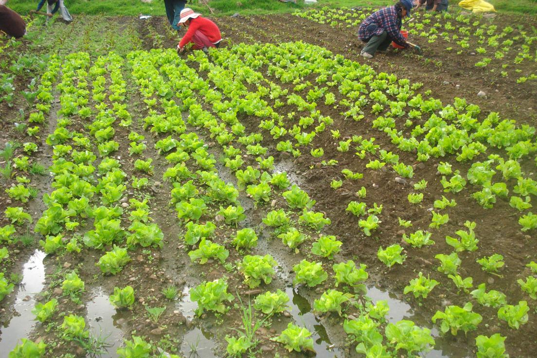 EXPLOTACIONES AGROPECUARIAS ECOLOGICAS
