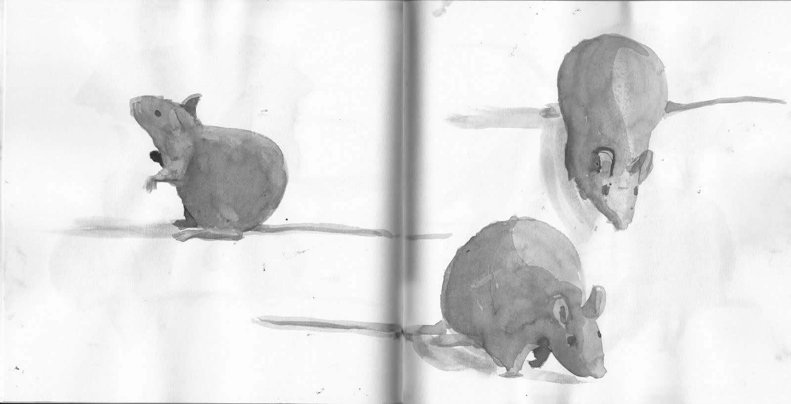 rat utopia addiction rat utopia addiction