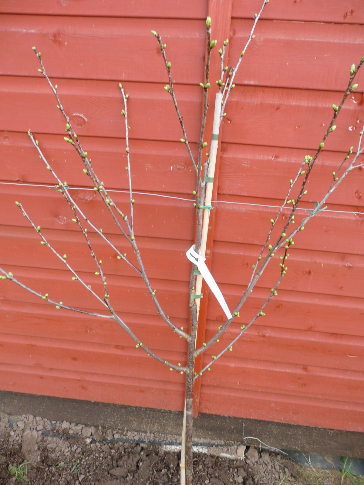 [Cherry+Tree..JPG]