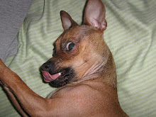 Meet My Dog