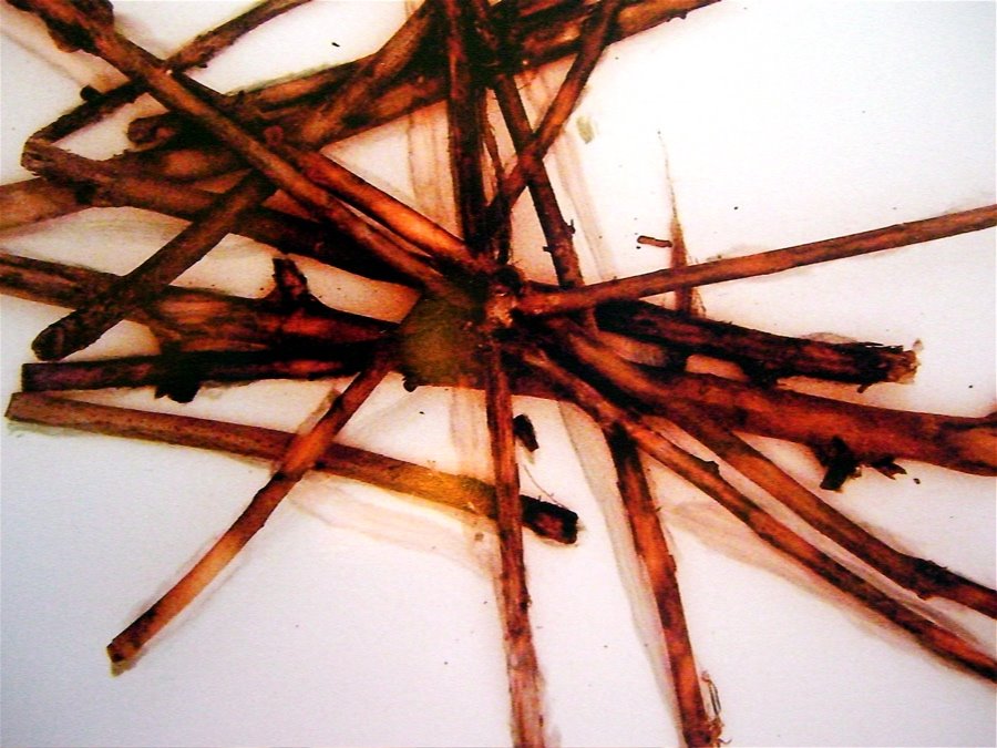 [SOURCE+OF+WARMTH+DETAIL]