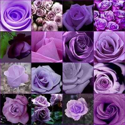 [FLORES+VIOLETAS[1].jpg]