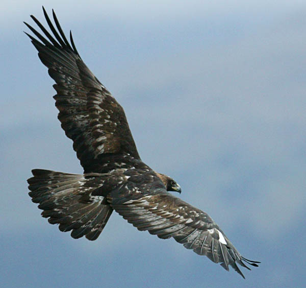 Frank%2BVan%2BDun%2BFreedom%2BBird%2BLibertarian.be
