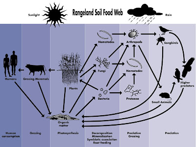 tropical rainforest food chain diagram. rainforest food chain diagram.