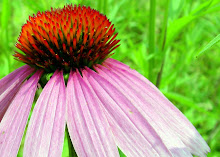 Ohio Wild Flower