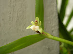 scaphyglotis sp