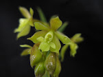 Epidendrum chioneum
