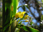 Maxillaria aurea