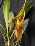 Masdevallia misasii