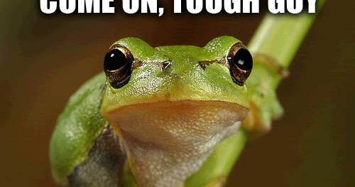 animals talk funny frog