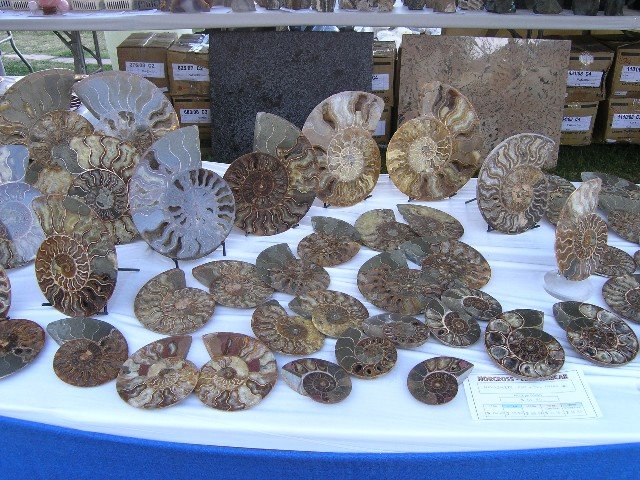 [ammonite+fossils.JPG]