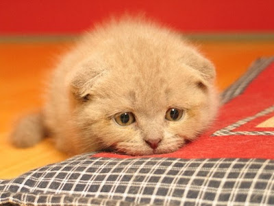 sad+kitty.jpg
