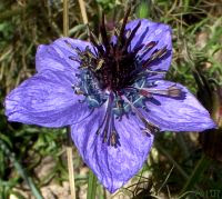 Cornflower