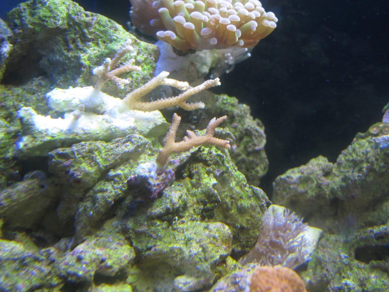 the nano reef experiment