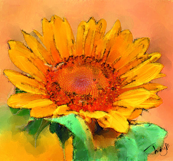 sunflower orange