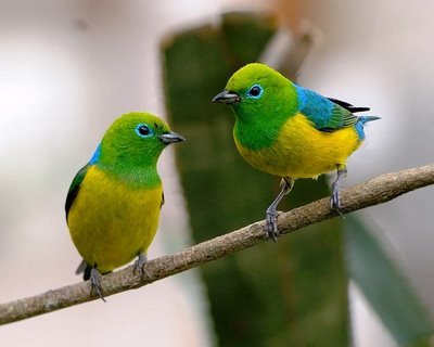[passarinhos.jpg]