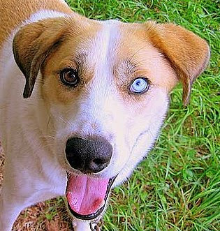 Contoh Heterochromia Iridium pada binatang
