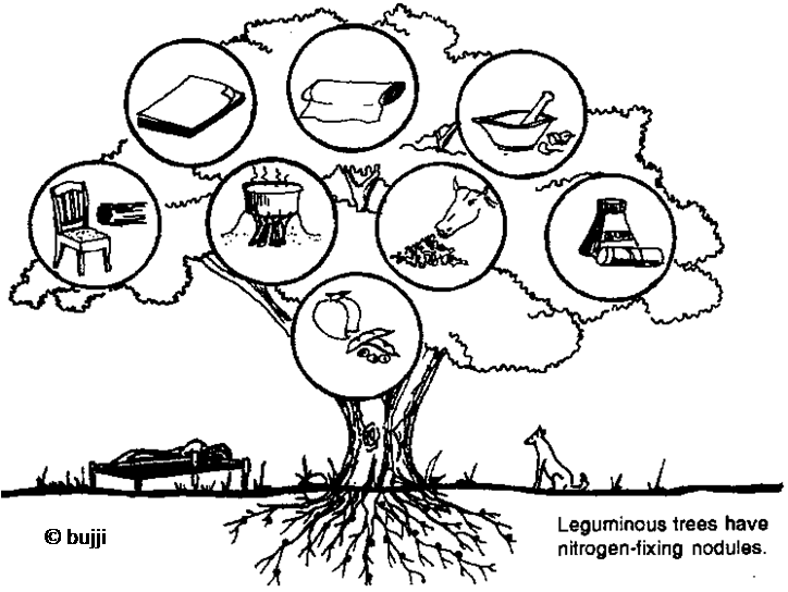 Essar Green World Trust Multipurpose trees and shrubs