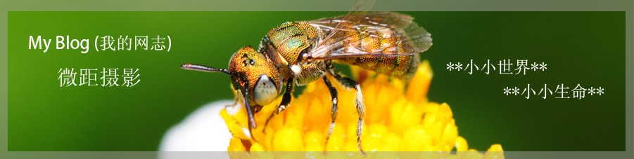 MacroPhotography (微距摄影)