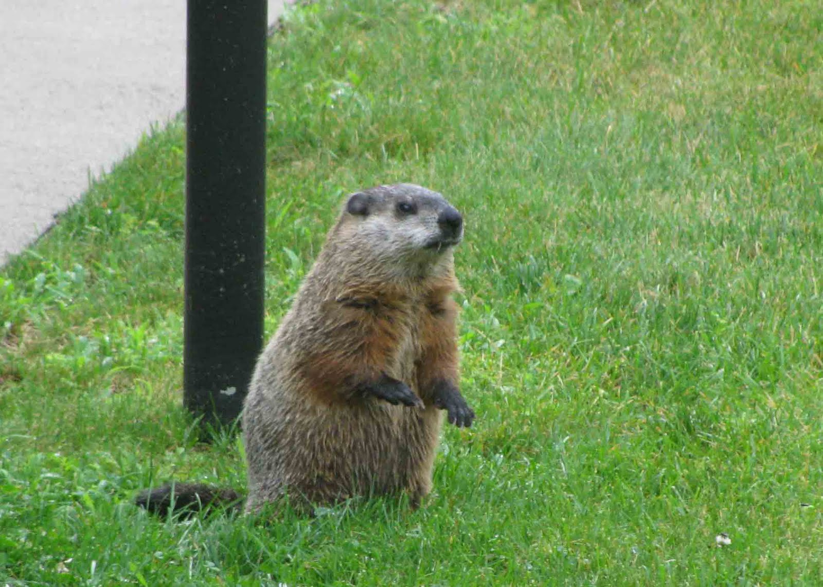 groundhog day fred i a beaver in my back yard srs pic bodybuilding groundhog day fred i a beaver in my back yard srs pic bodybuilding