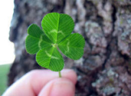 [shamrock.jpg]