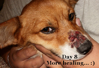 Corgi Country Explanation And Mercy S Getting Better