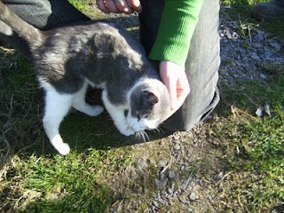 Irland Teil 3 - 12 of 12