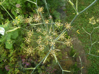 Fenchel....süß entspannen