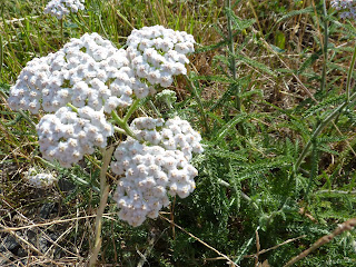 Schafgarbe - ein krautig warmer Duft