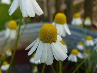 Schafgarbe - ein krautig warmer Duft