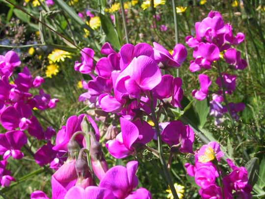 [lathyrus3.jpg]