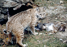 Bobcat