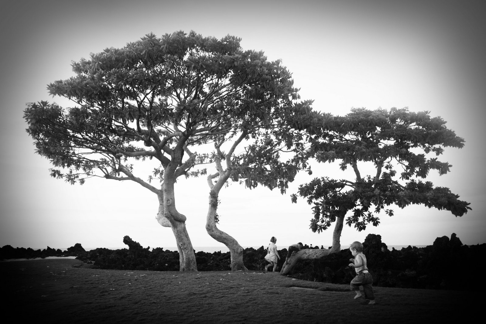 [cooltree.jpg]