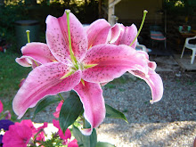 Star Gazer Lilly