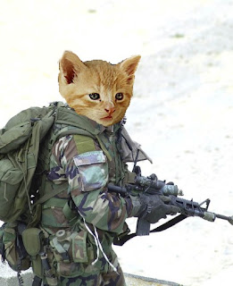 Combat Kitten