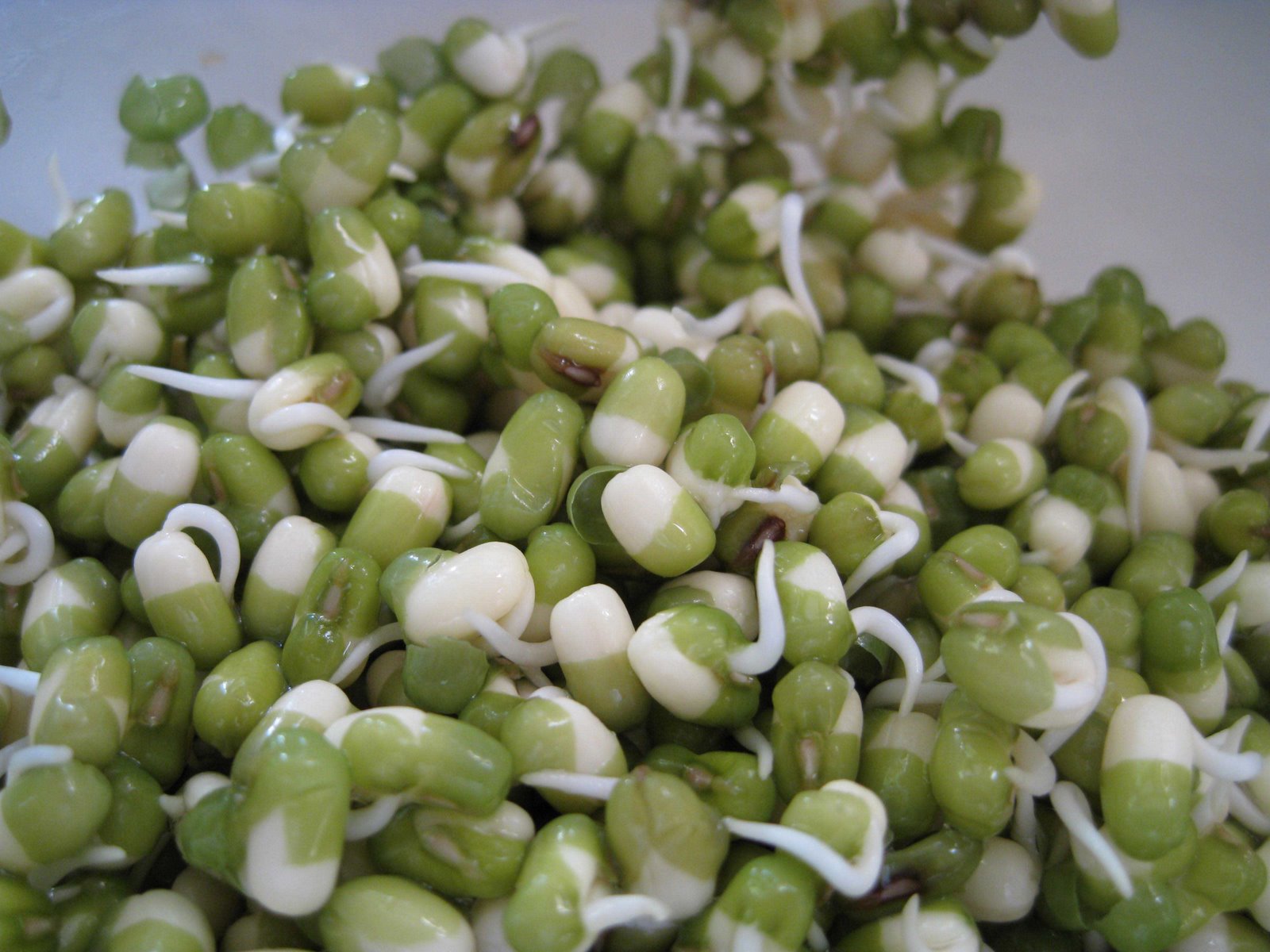 [mung+sprouts+-fresh.jpg]