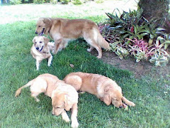 SALAMBEAU, FLICKA, FLANNEL E LITTLE GUY NOSTRANO DI MALGA