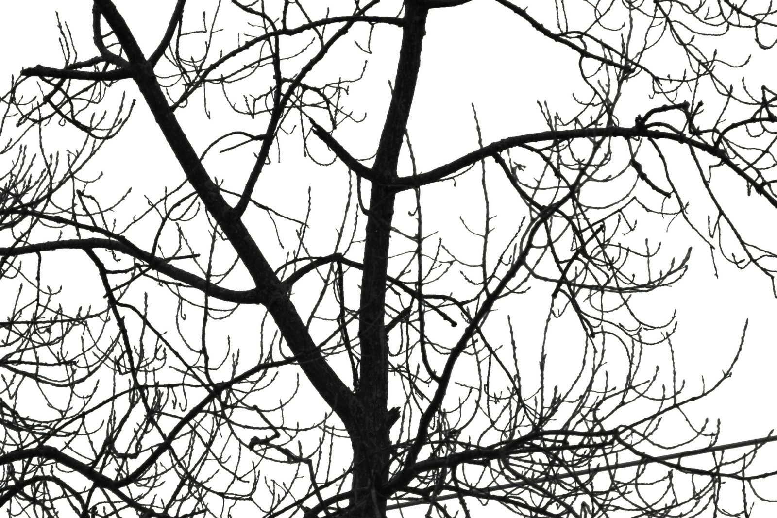 [tree+abstract.jpg]