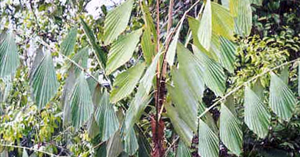 buildfun PALMKorthalsia Laciniosa