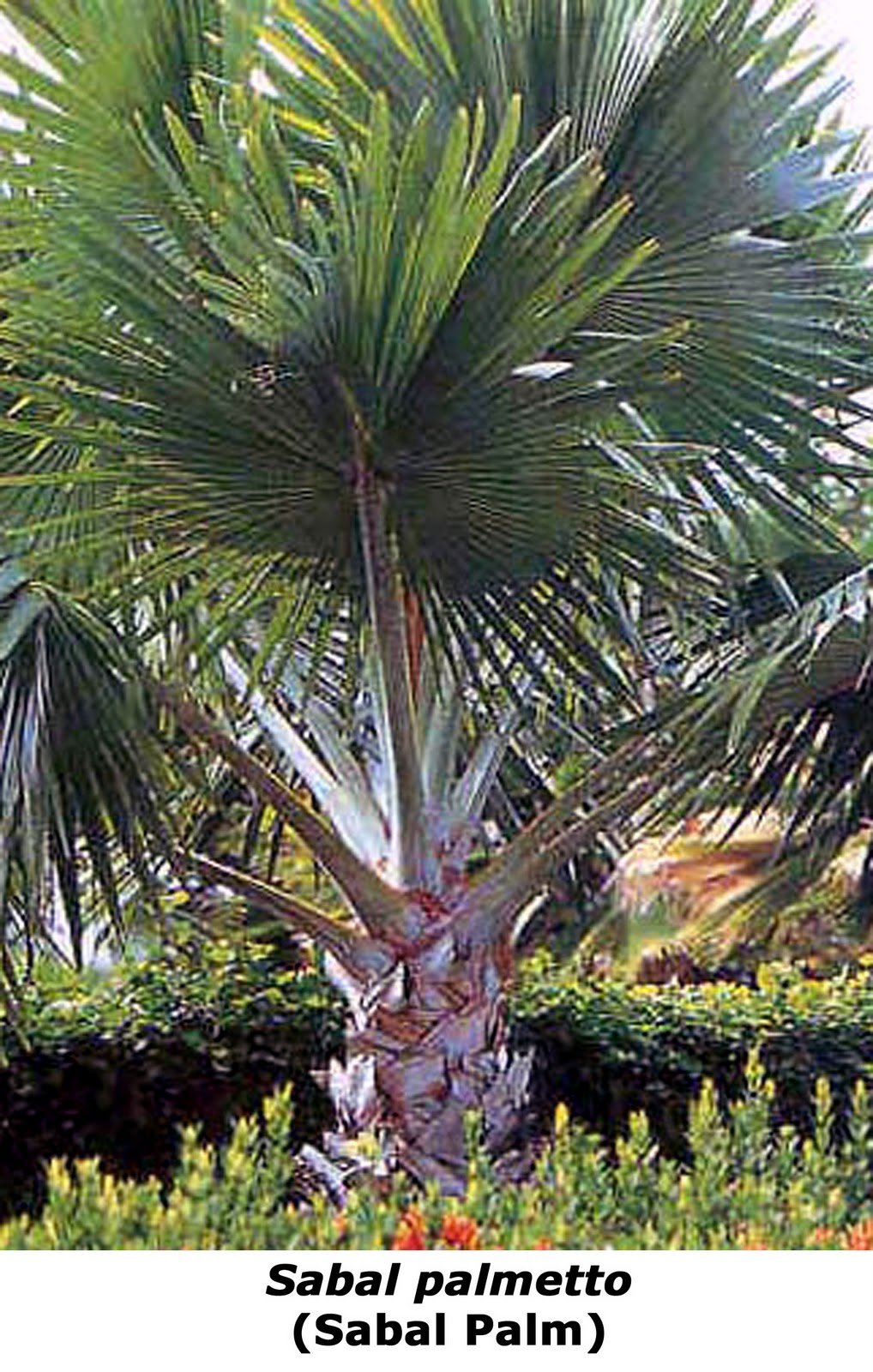 Sabal Palmetto