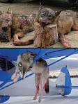 Aerial Hunting a Huge Thrill - Wolves Disagree