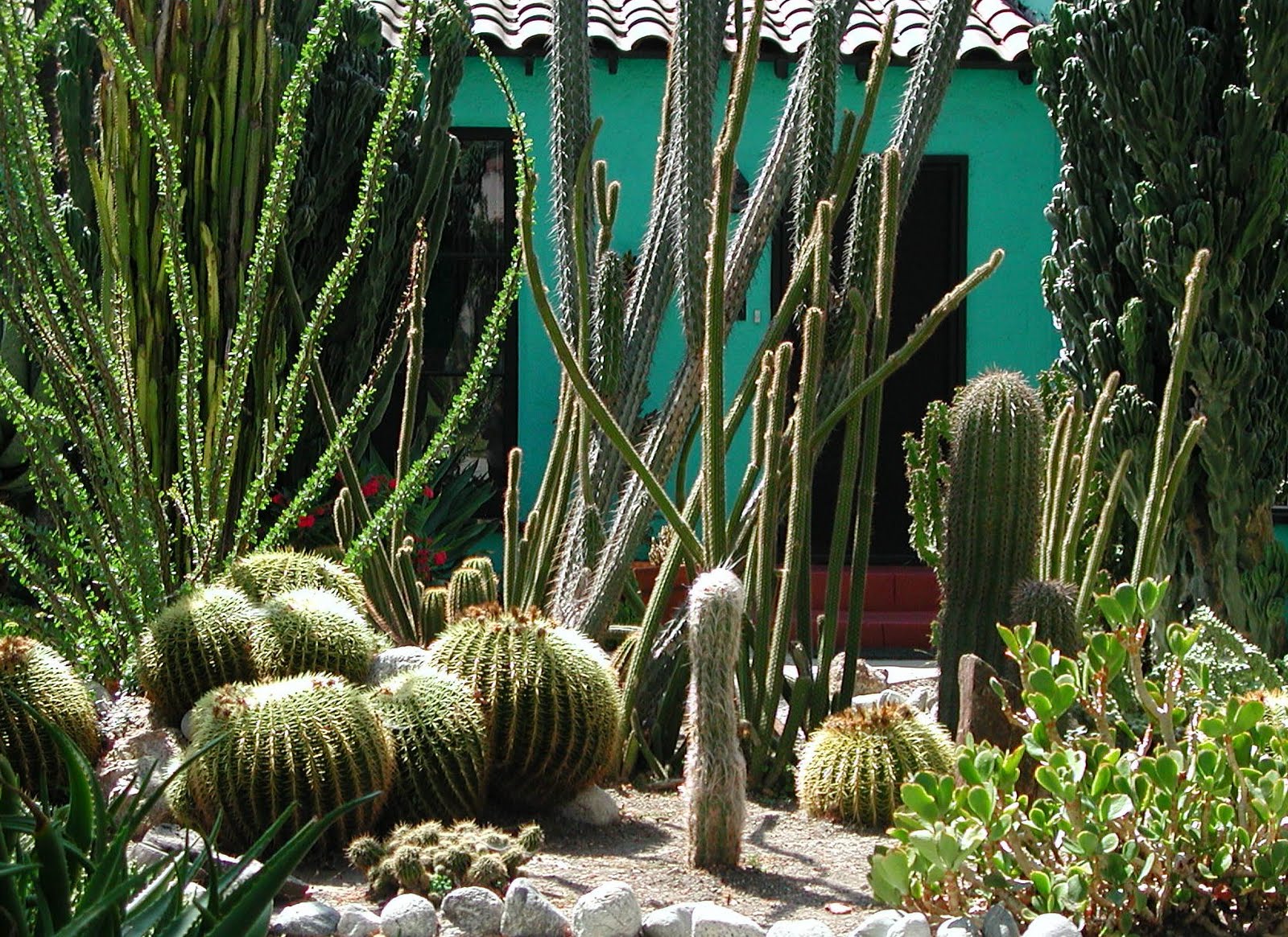 Fairy Yardmother Landscape Design: Front Yards -- Cacti and Succulents