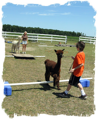 alpaca jumping