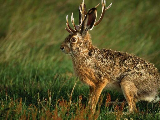 [jackalope.jpg]