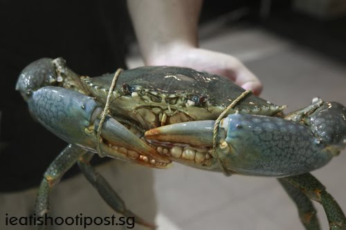 [Sri+Lankan+Crabs.jpg]